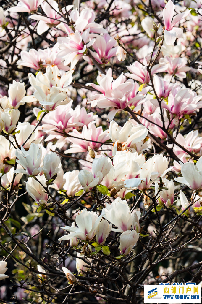 云南昆明：玉蘭花開(kāi)俏枝頭(圖10)