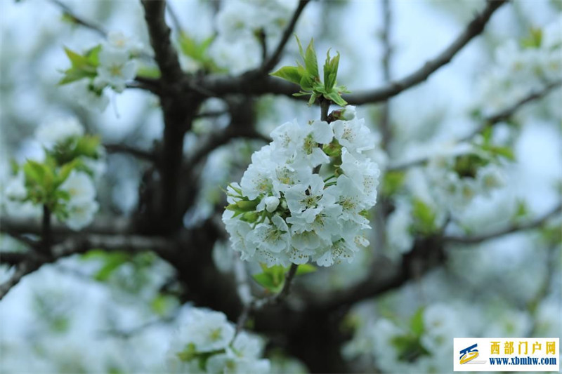 四月來(lái)陜西眉縣赴一場(chǎng)櫻花之約(圖2) 四月來(lái)陜西眉縣赴一場(chǎng)櫻花之約(圖2)