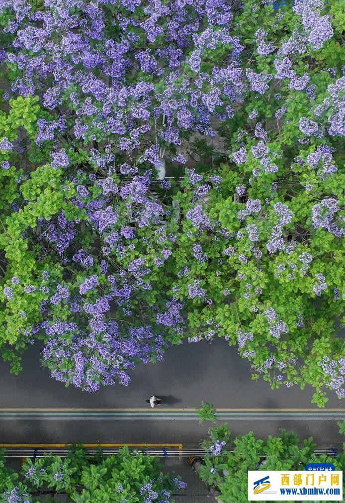 四川遂寧：藍花楹扮靚城市(圖2)