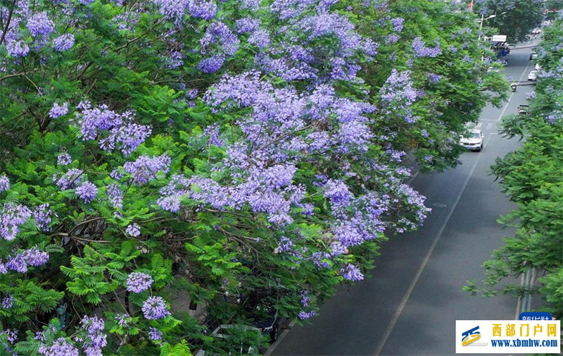四川遂寧：藍花楹扮靚城市(圖3)
