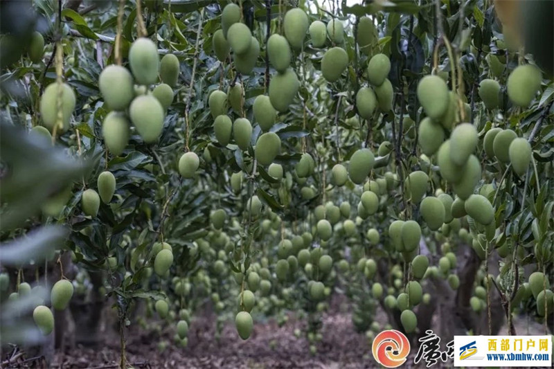 廣西12個地理標志品牌入圍中國區域品牌百強榜(圖4)