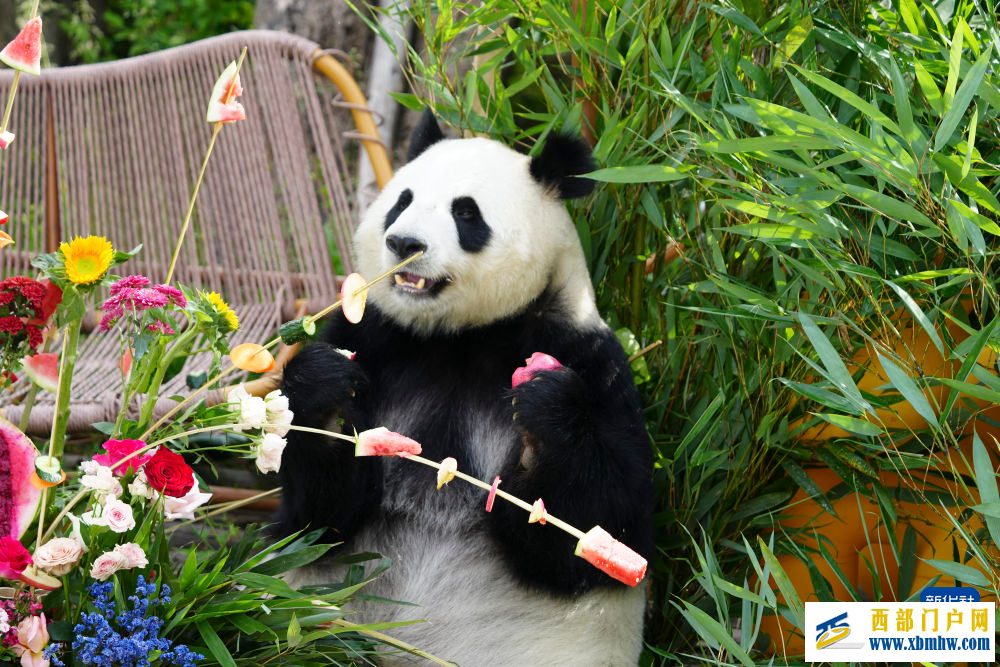 青海西寧：大熊貓的高原夏日生活(圖7)