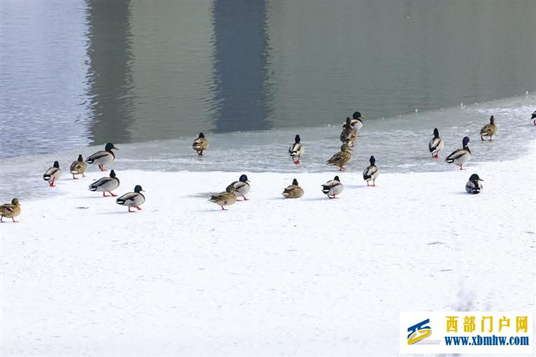 蘭州秦王川國家濕地公園迎來候鳥遷徙高峰(圖1)