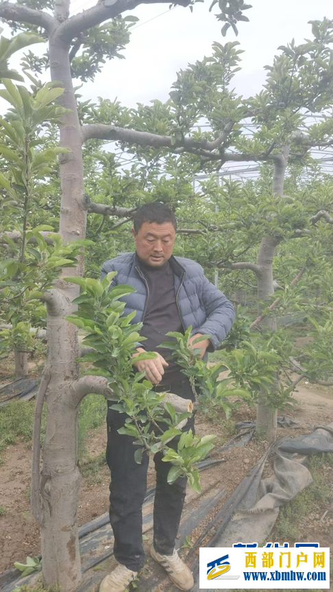 甘肅天水：昔日荒坡種“金果”(圖2)