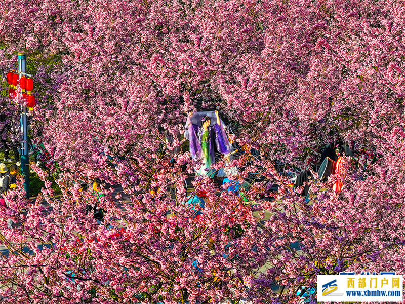 重慶南山：賞花正當時(圖7)
