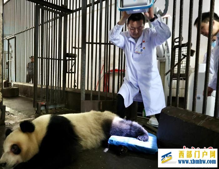 重慶大熊貓軟組織損傷 動物園借助園外醫療設備聯合醫療專家會診(圖3) 重慶大熊貓軟組織損傷 動物園借助園外醫療設備聯合醫療專家會診(圖3)