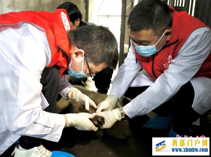 重慶大熊貓軟組織損傷 動物園借助園外醫療設備聯合醫療專家會診(圖5) 重慶大熊貓軟組織損傷 動物園借助園外醫療設備聯合醫療專家會診(圖5)